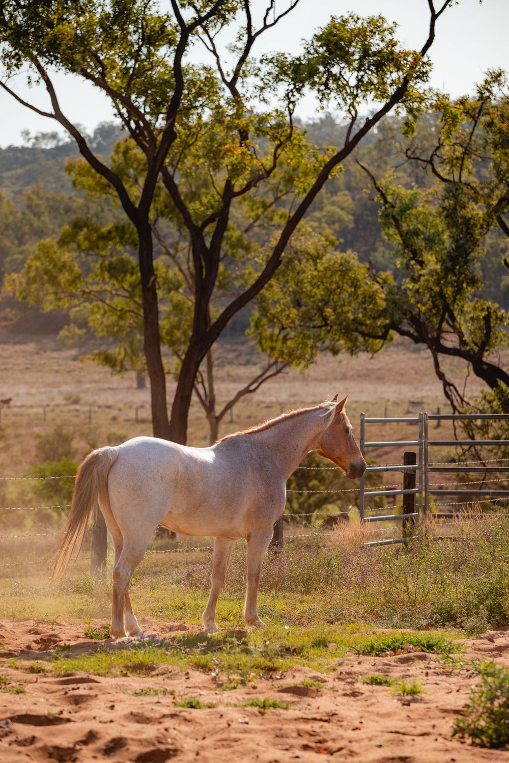 White horse stands in profile against rustic landscape with trees and a metal gate.