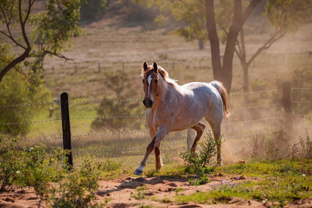 Horse gallops through dusty terrain with trees and fencing in the background.