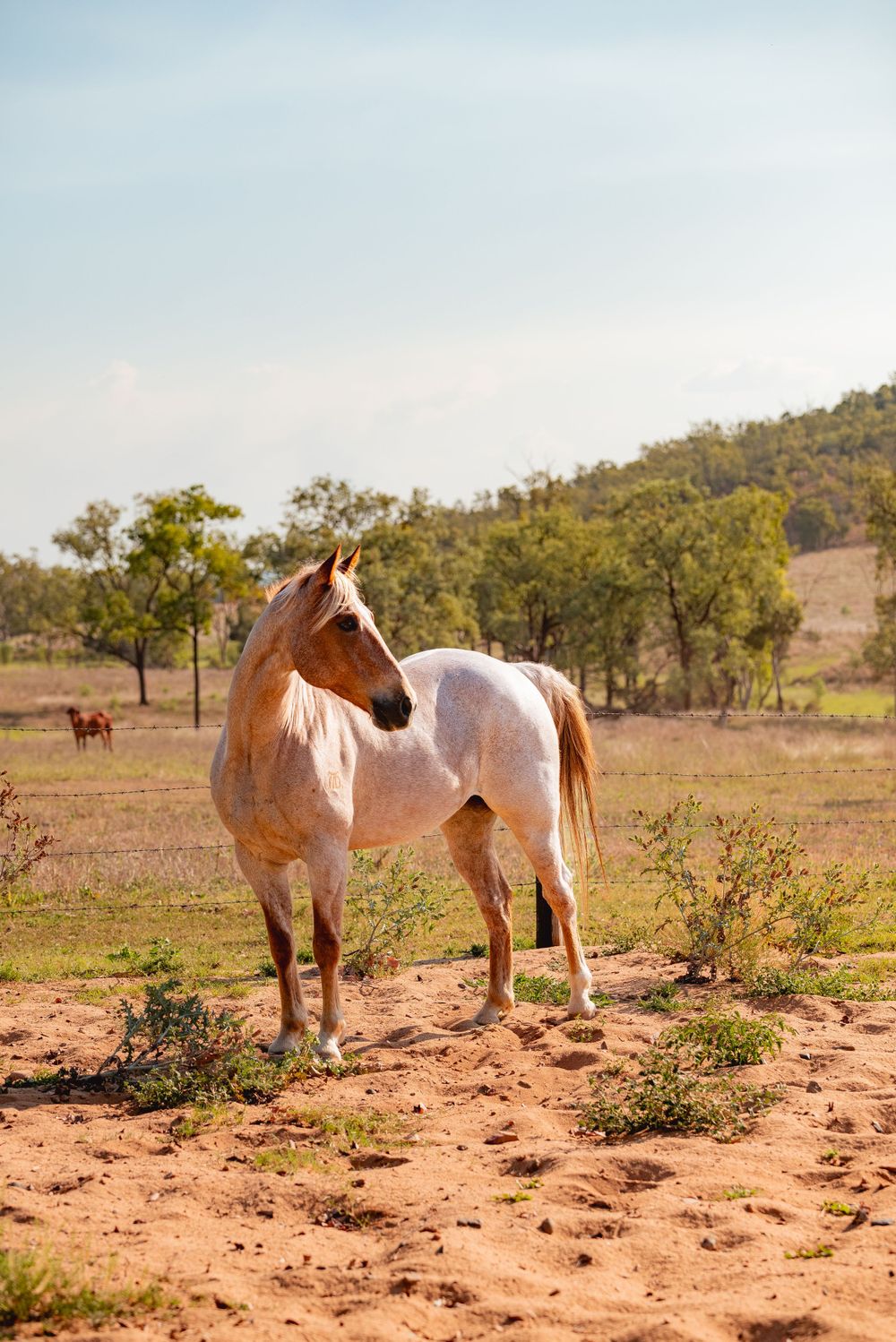Roan colored horse stands on red dirt with scattered vegetation in an Australian outback setting.