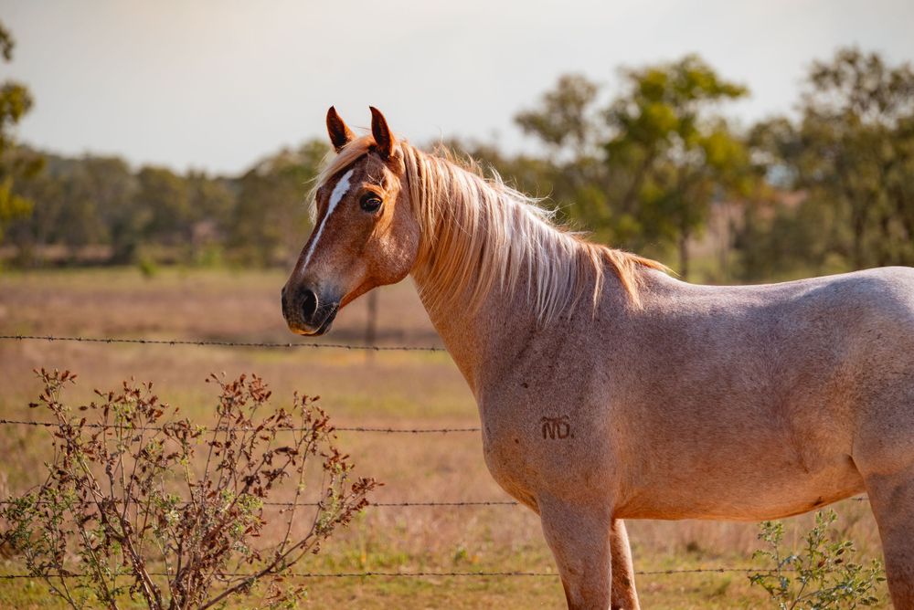 Side view of a roan horse with flowing mane standing in a rural paddock.