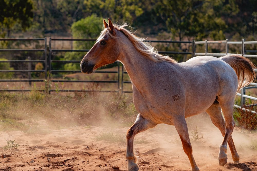A grey horse trots gracefully in a fenced paddock on a sunny day.