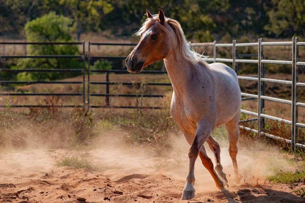 Horse kicks up dust while running in a fenced paddock during golden hour.