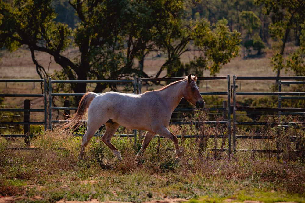 A white horse runs freely along a wooden fence in a rural paddock setting.