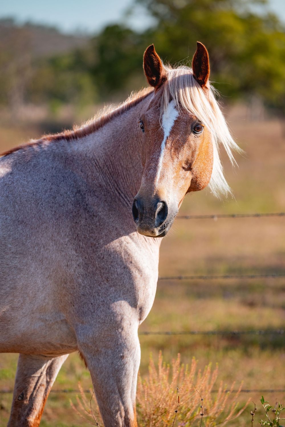 Close-up profile of a roan horse with white mane in golden afternoon light.