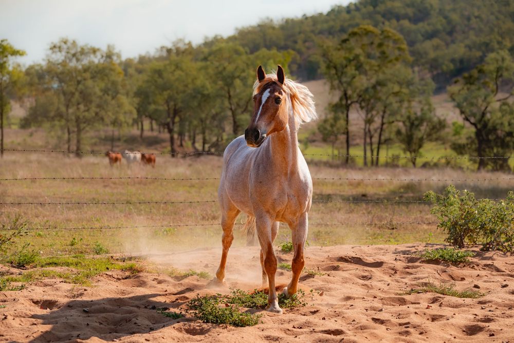 A palomino horse galloping through a dusty paddock with trees in the background.