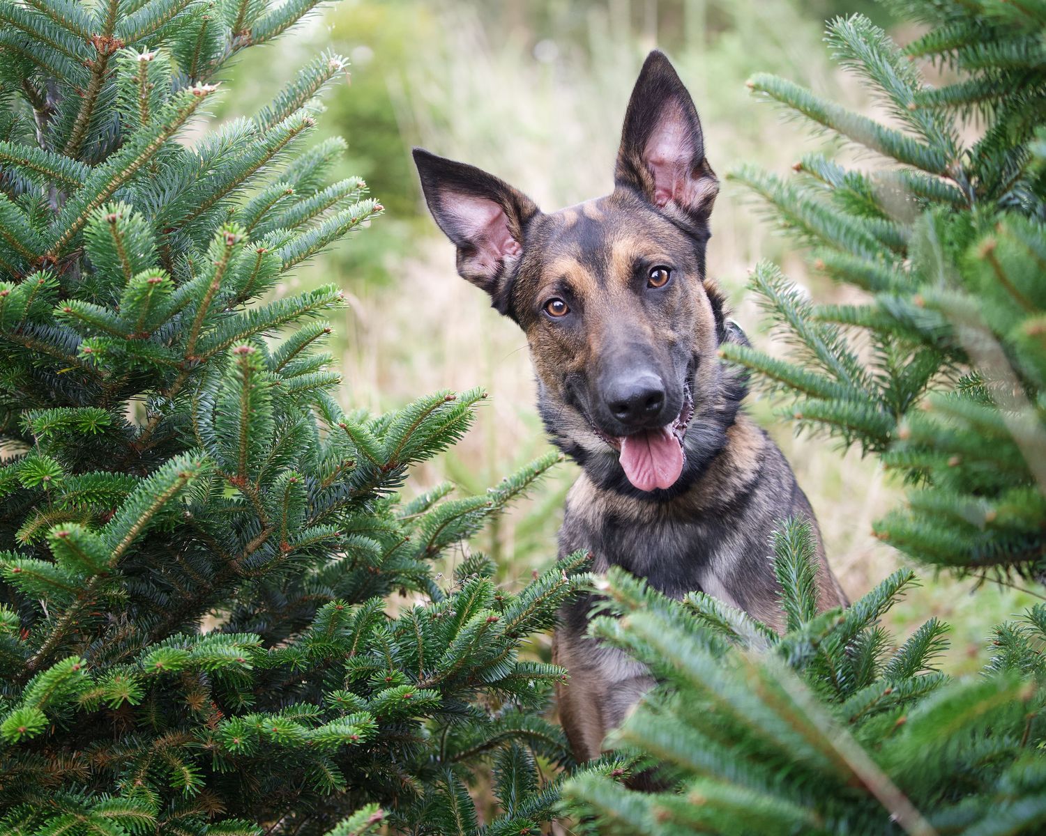 A happy German Shepherd dog smiles while sitting among Christmas tree branches.