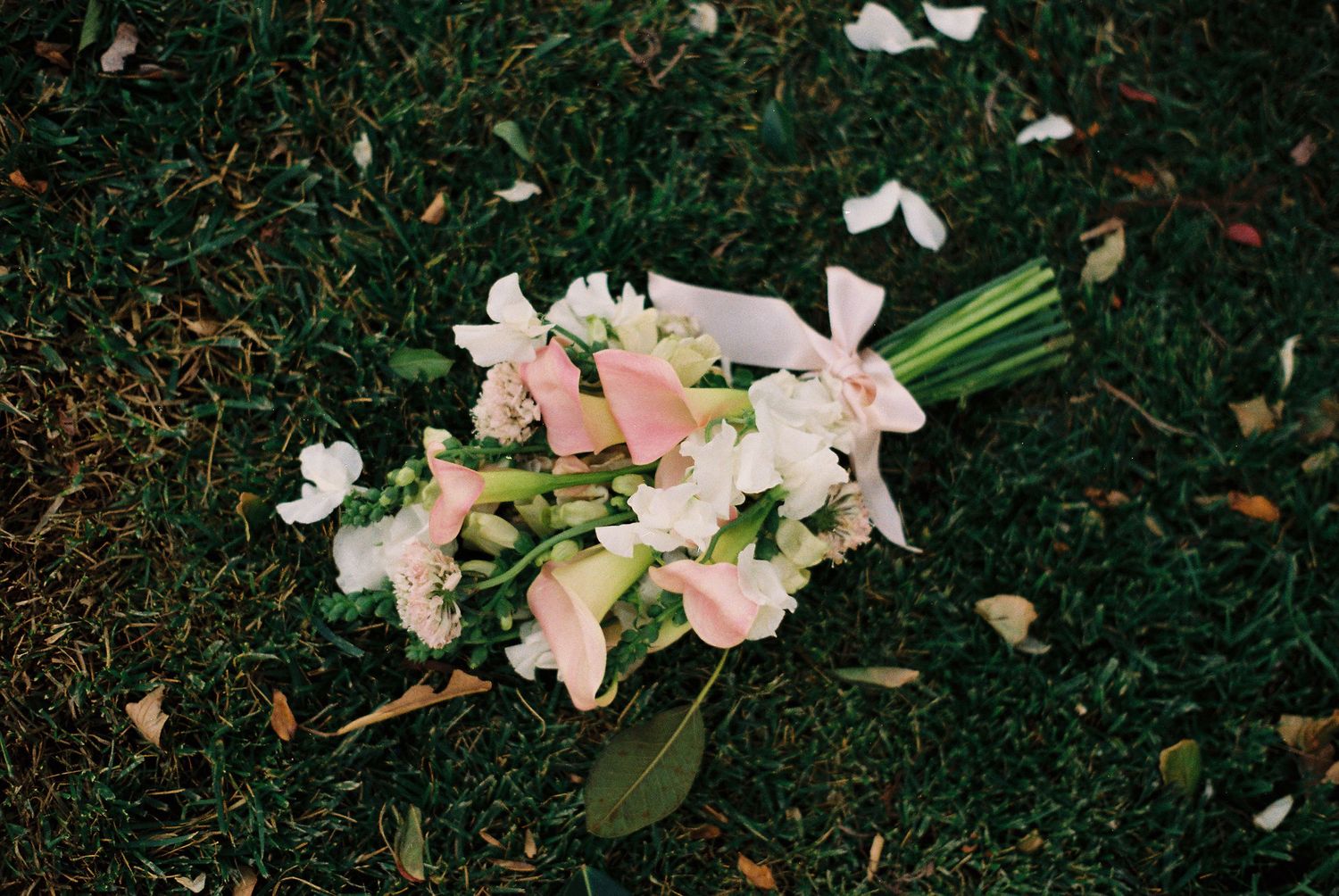 A elegant bouquet of pink lilies lies scattered on dark green grass. Documentary photographer