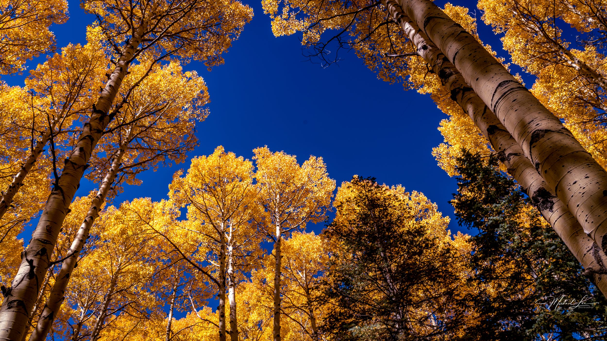 Golden aspen trees with vibrant fall foliage against deep blue sky.