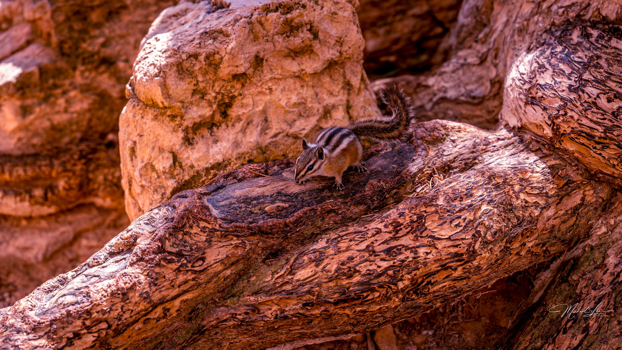 Small lizard basking on red sandstone rocks in desert environment.