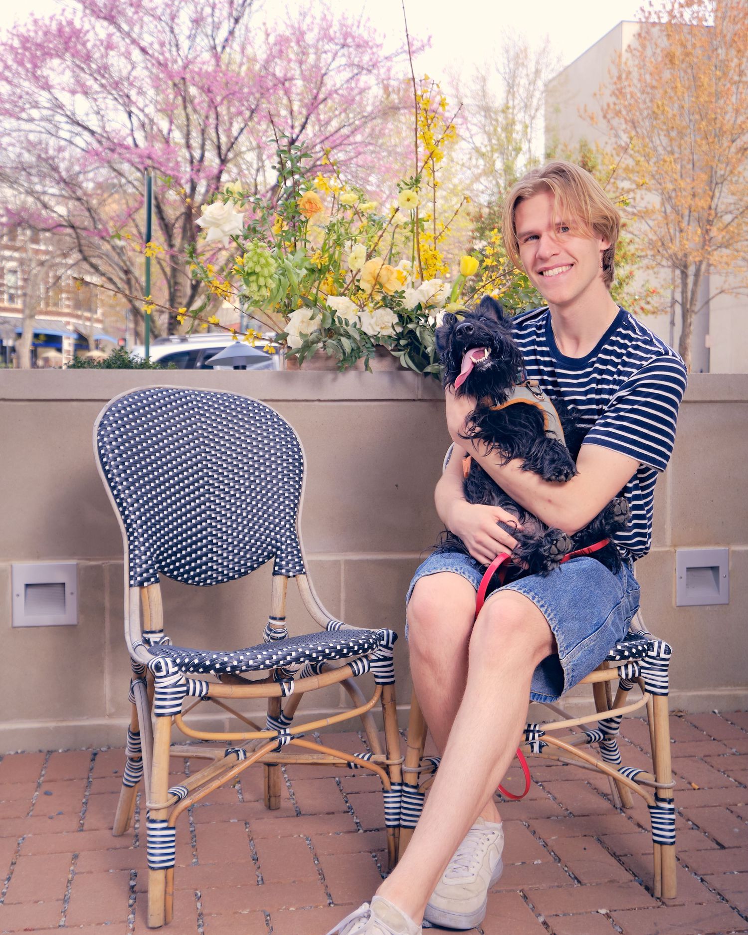 Someone sits with a small black Scottish terrier dog on an outdoor patio with cherry blossoms blooming in the background.