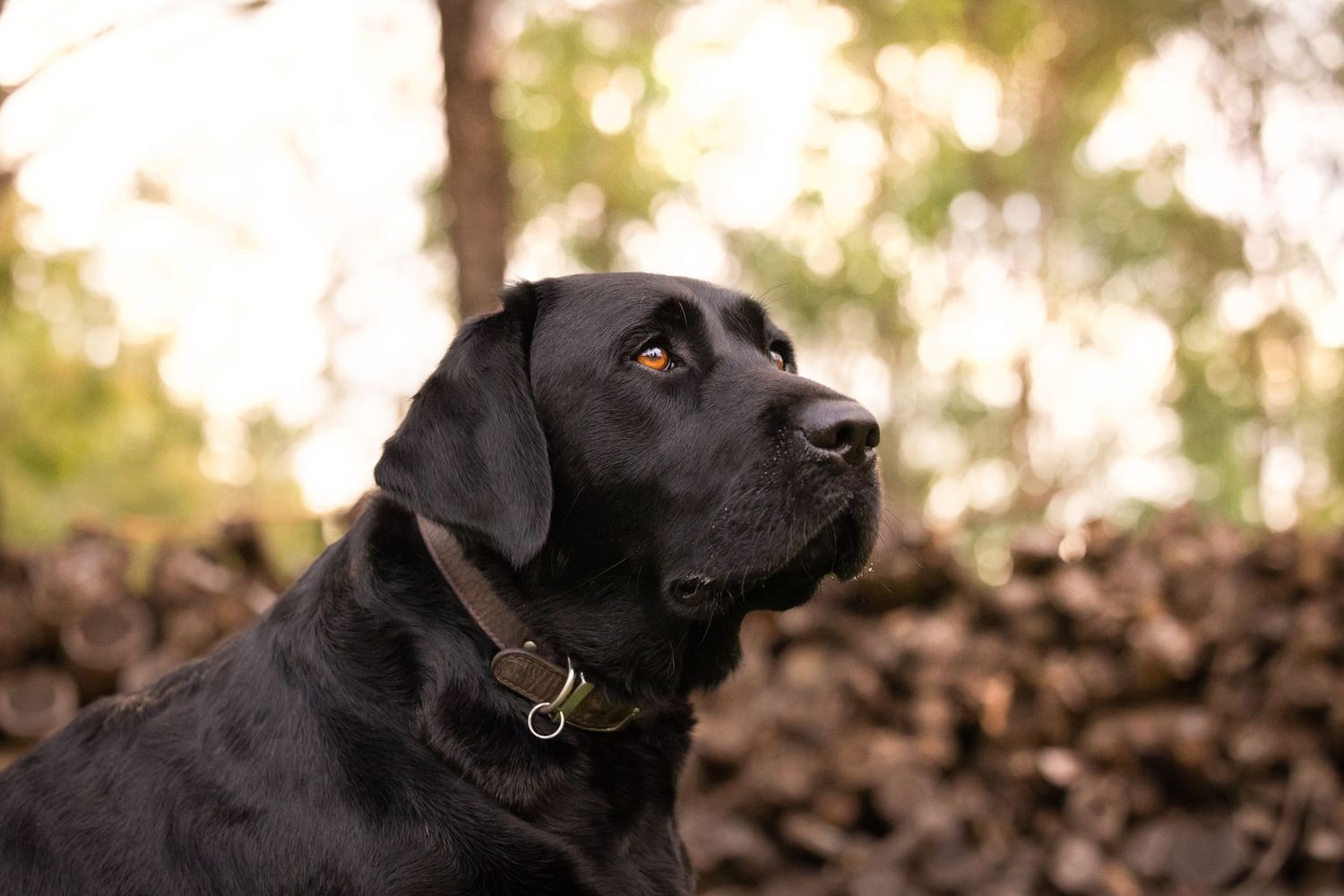 Black Labrador closeup portrait of her golden eye