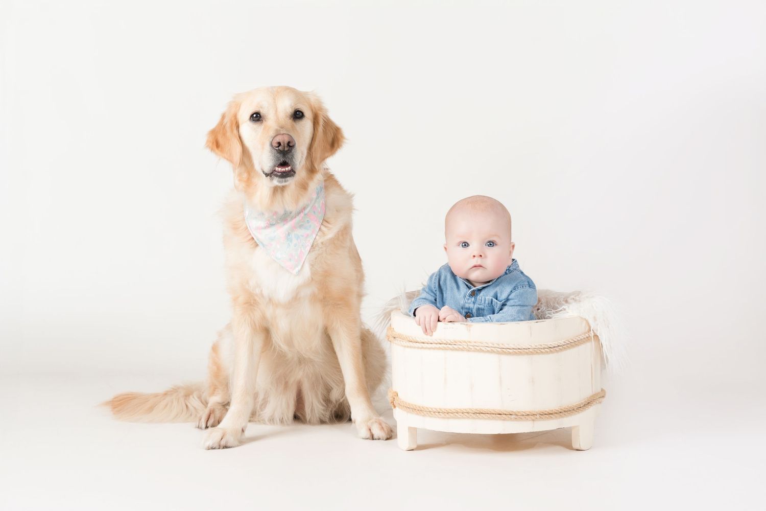A Golden Retriever sits next to a baby positioned in a cream-colored basket against white background.