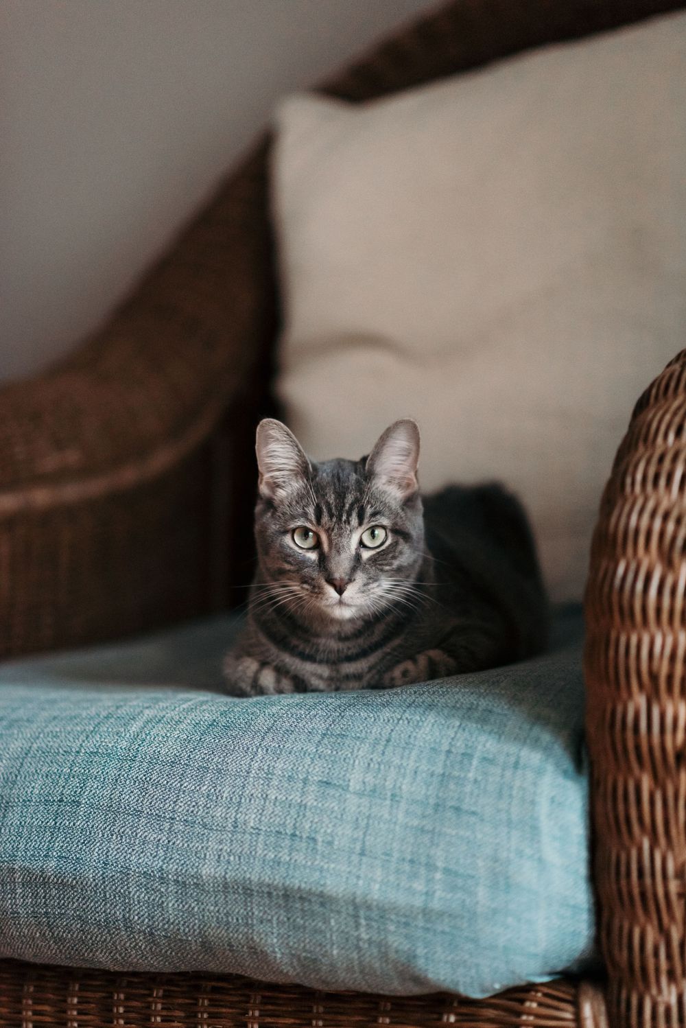 Our sweet kitten, Ravioli Happe, sitting in a cozy chair in our living room at our dream home in Ghent, Norfolk, Virginia.