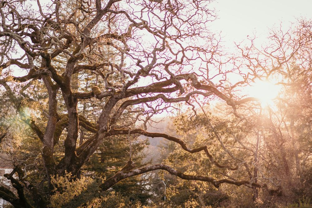 A bright image with golden hour light featuring the sun streaming through a wild and unruly oak tree in Napa Valley, CA.