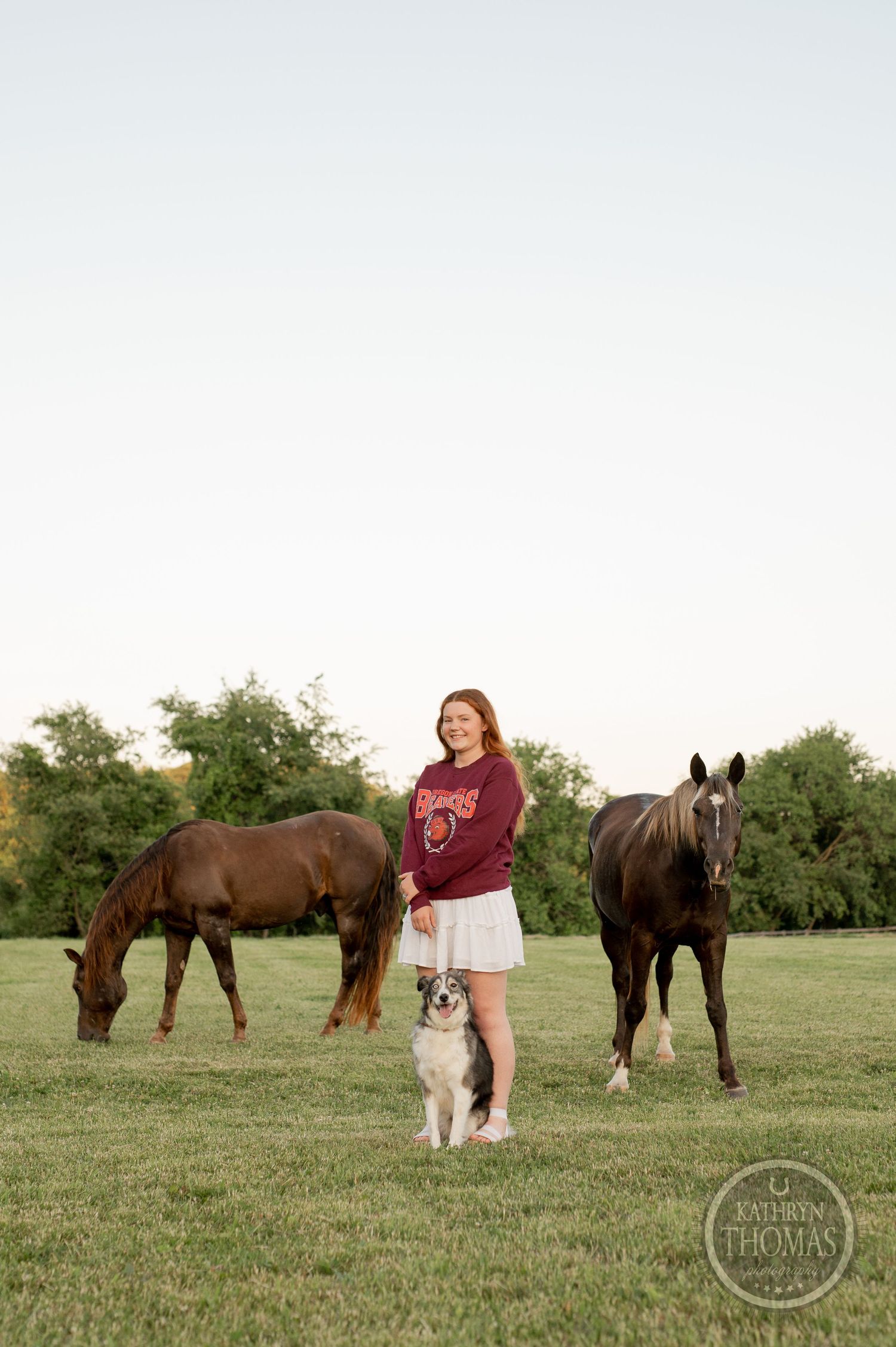 Two horses graze in a field while someone stands with their dog in a burgundy sweatshirt.