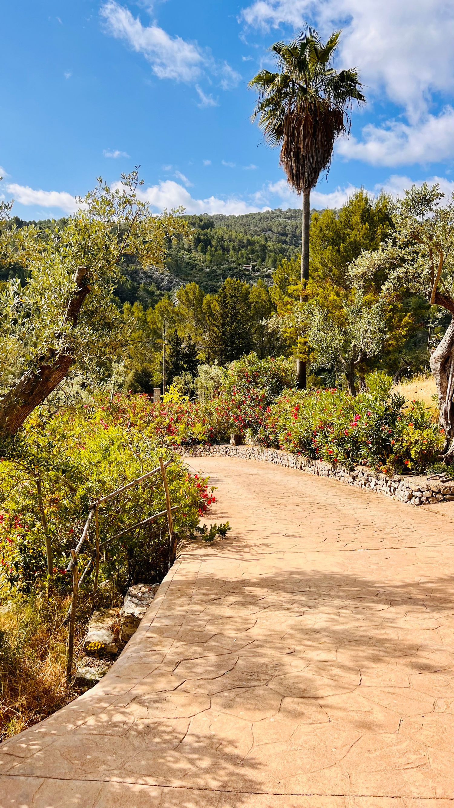 A curved stone pathway through lush gardens with a tall palm tree against blue skies.