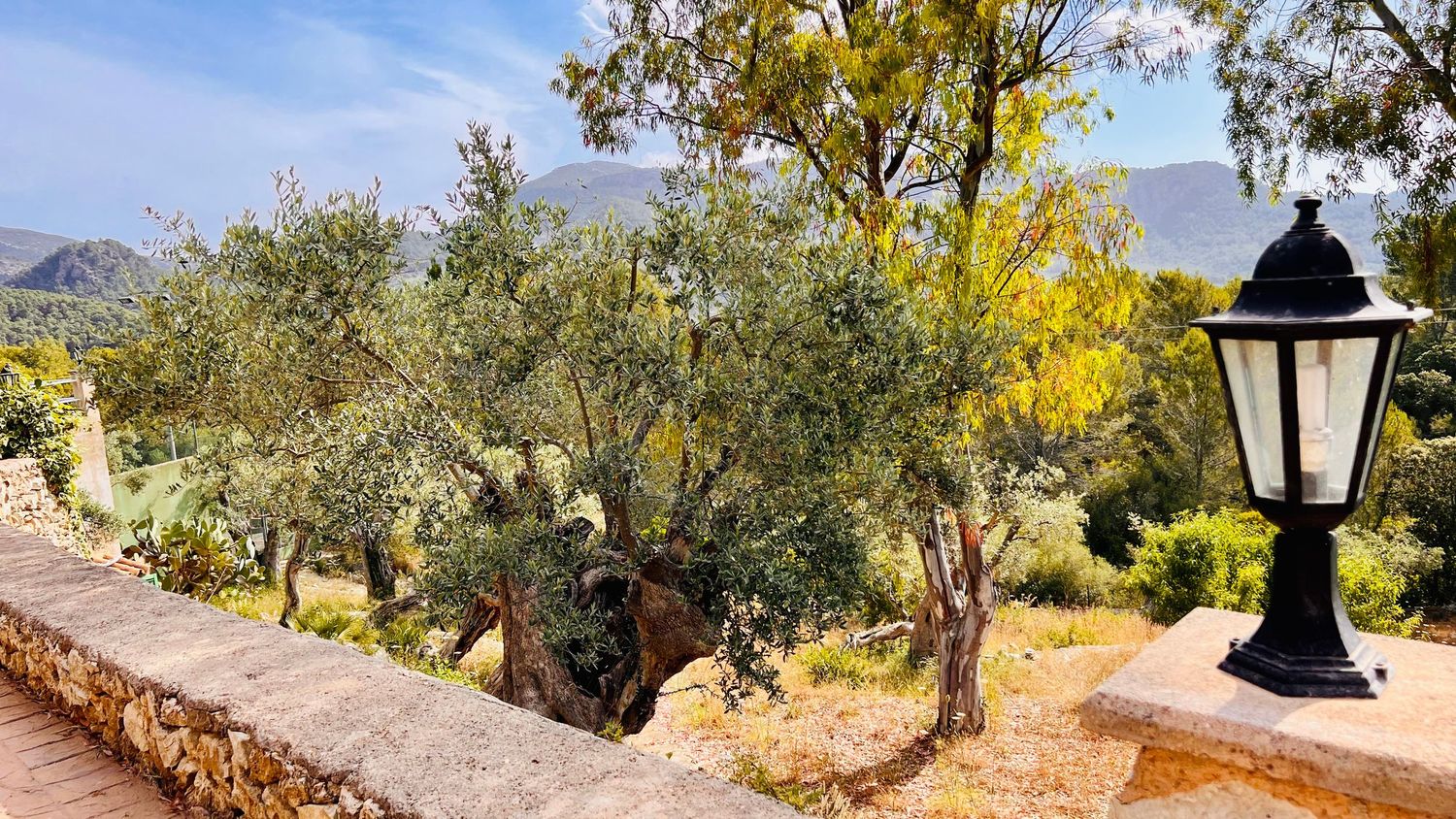 Mediterranean garden path with olive trees and a decorative black lamppost against mountain views.