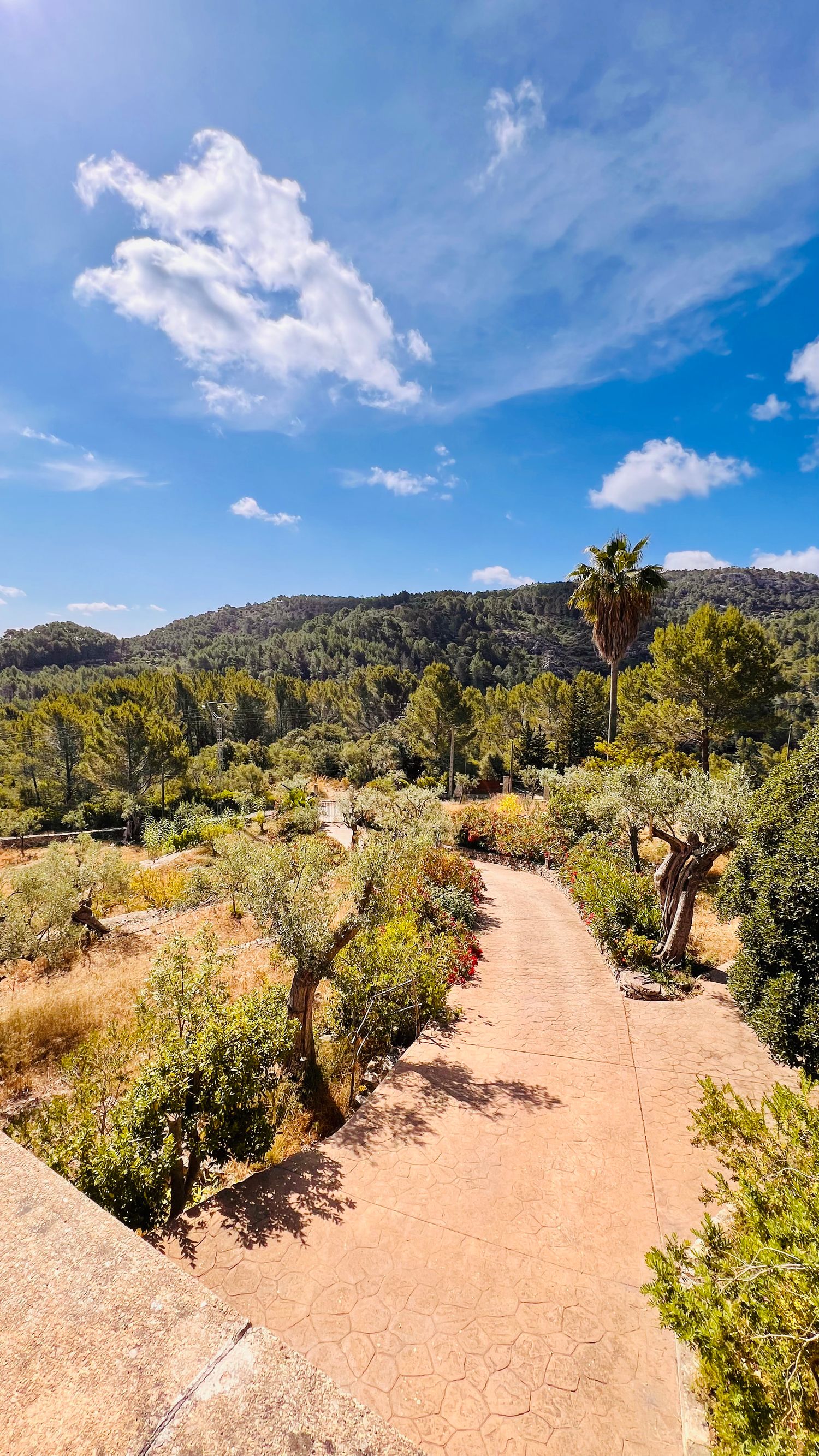Winding garden path through Mediterranean landscape with palm trees and mountain backdrop.