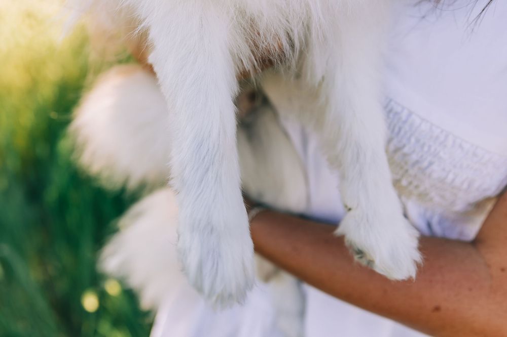 Dog Mom Photoshoot Northern Utah