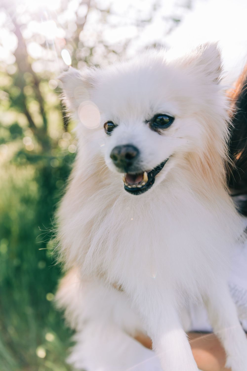Dog Mom Photoshoot Northern Utah