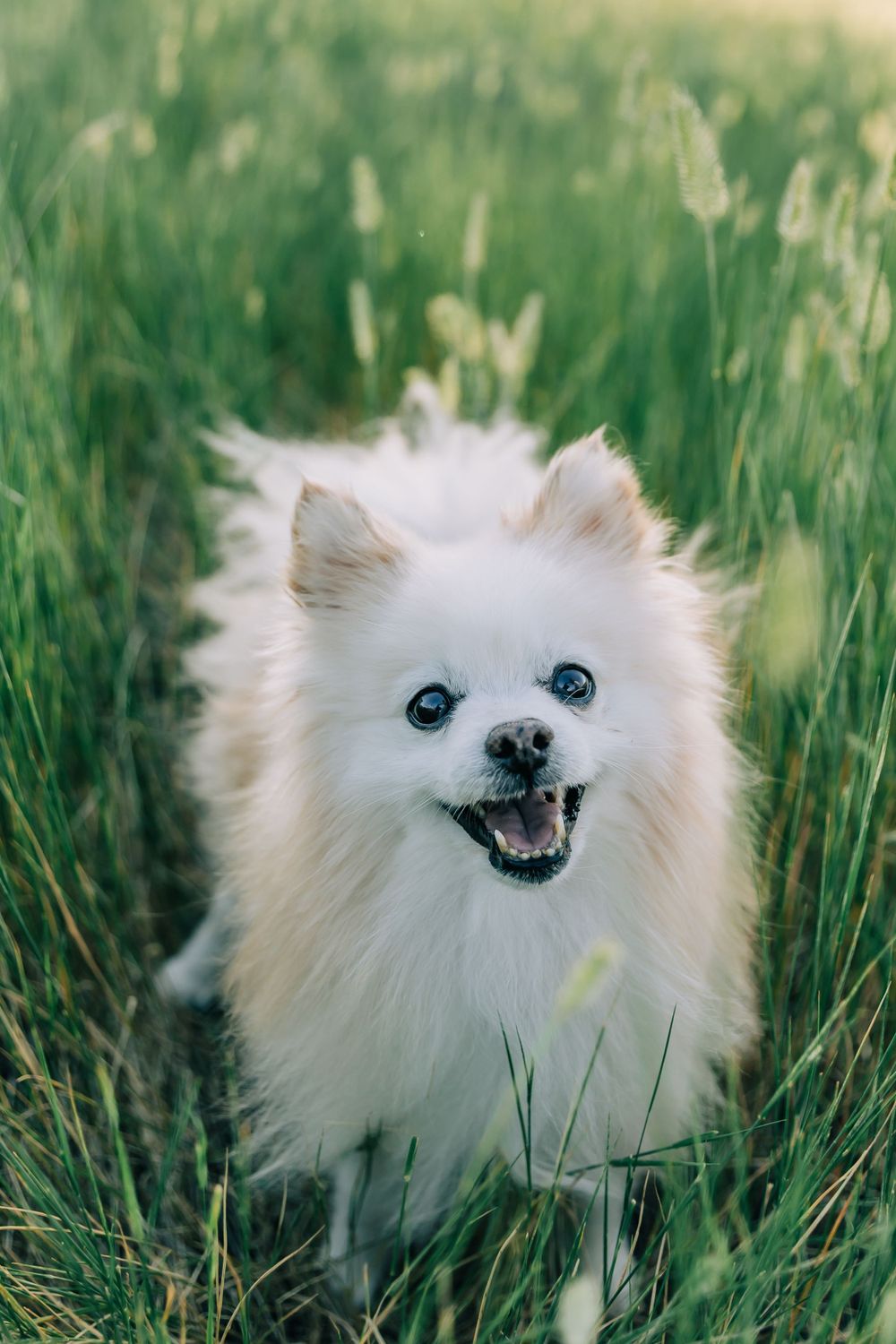 Dog Mom Photoshoot Northern Utah