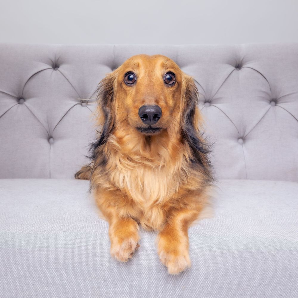 Long-haired dachshund with golden fur sitting on a gray tufted couch looking at camera with big expressive eyes.