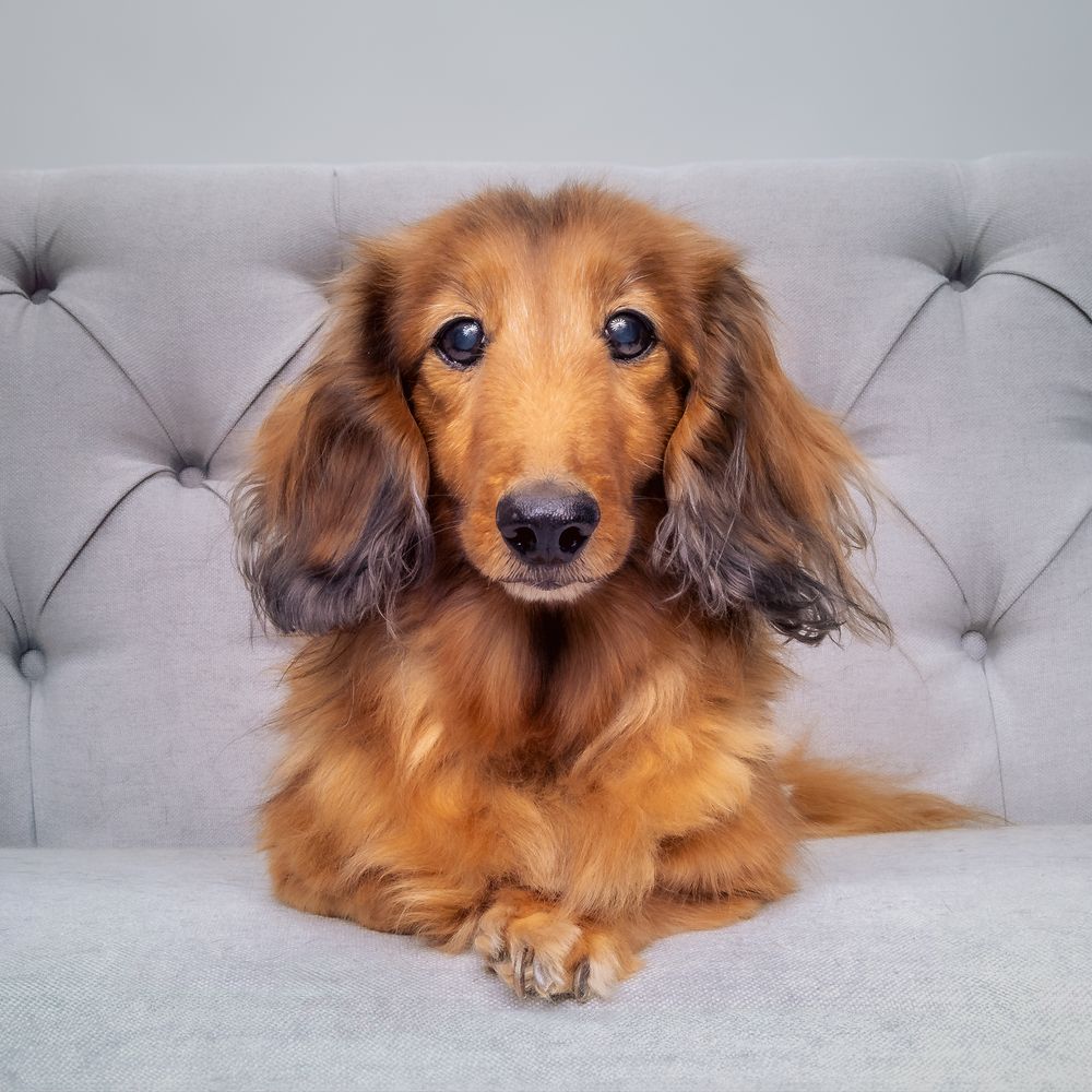 Long-haired dachshund lying on gray couch in various poses showing off its reddish-brown coat.