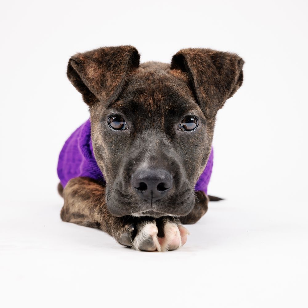 Brindle puppy wearing purple vest lying down on white background.