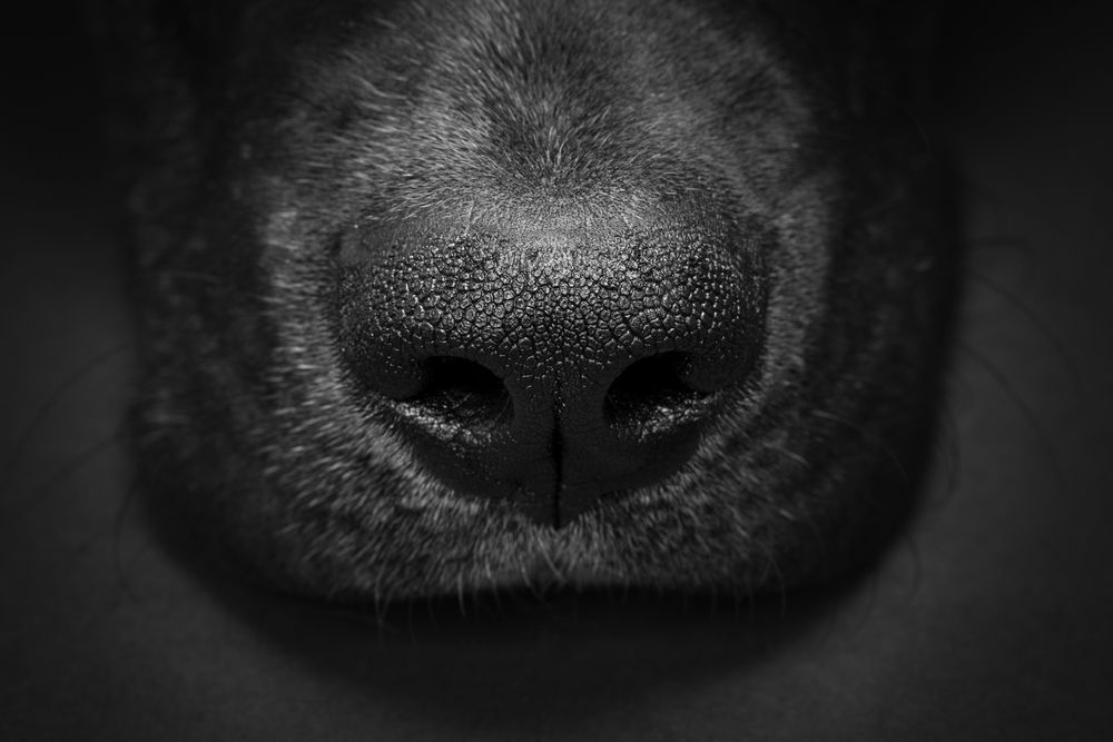 Close-up black and white photo of a dog's wet nose.
