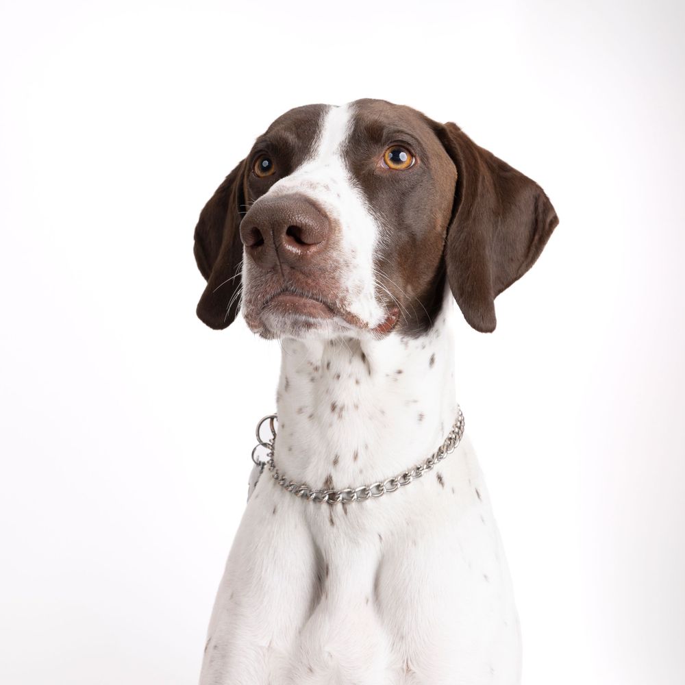 Dignified brown and white pointer dog with chain collar against white background.