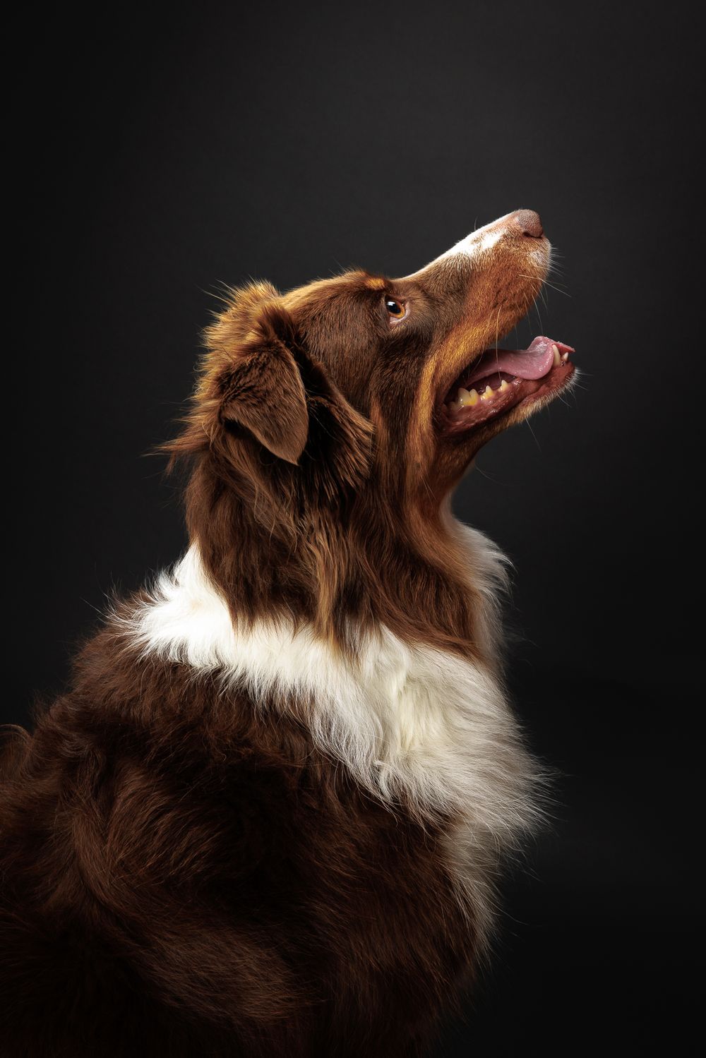 Profile portrait of Australian Shepherd with brown and white fur against black background.