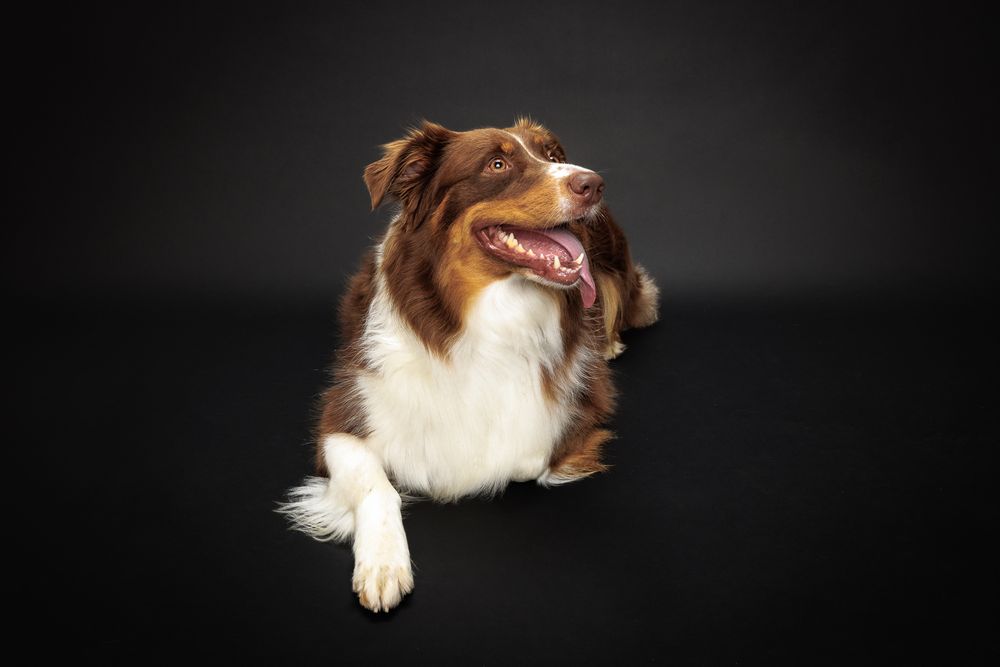 Relaxed Australian Shepherd lying down with happy expression against dark backdrop.