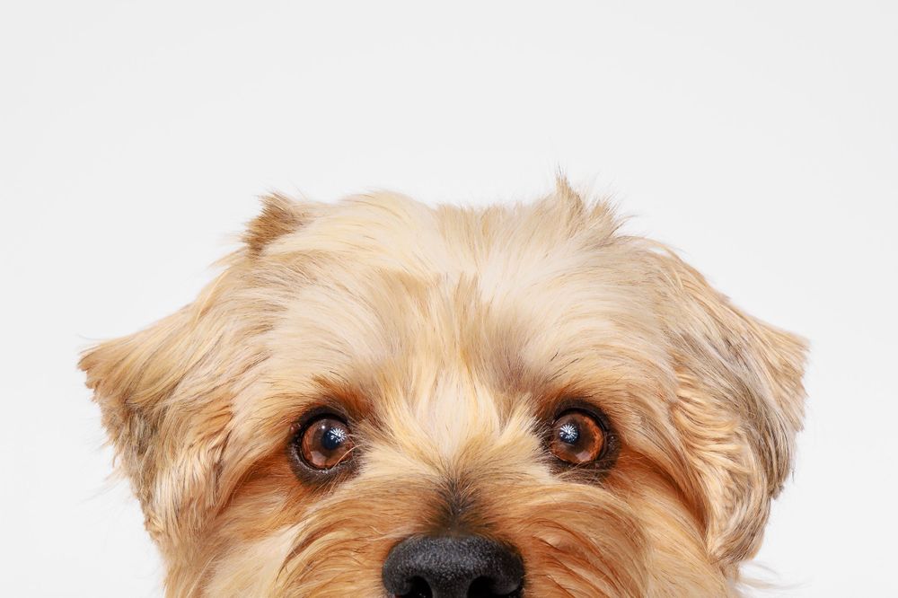 Close up of yorkshire terrier's face and eyes against white background.