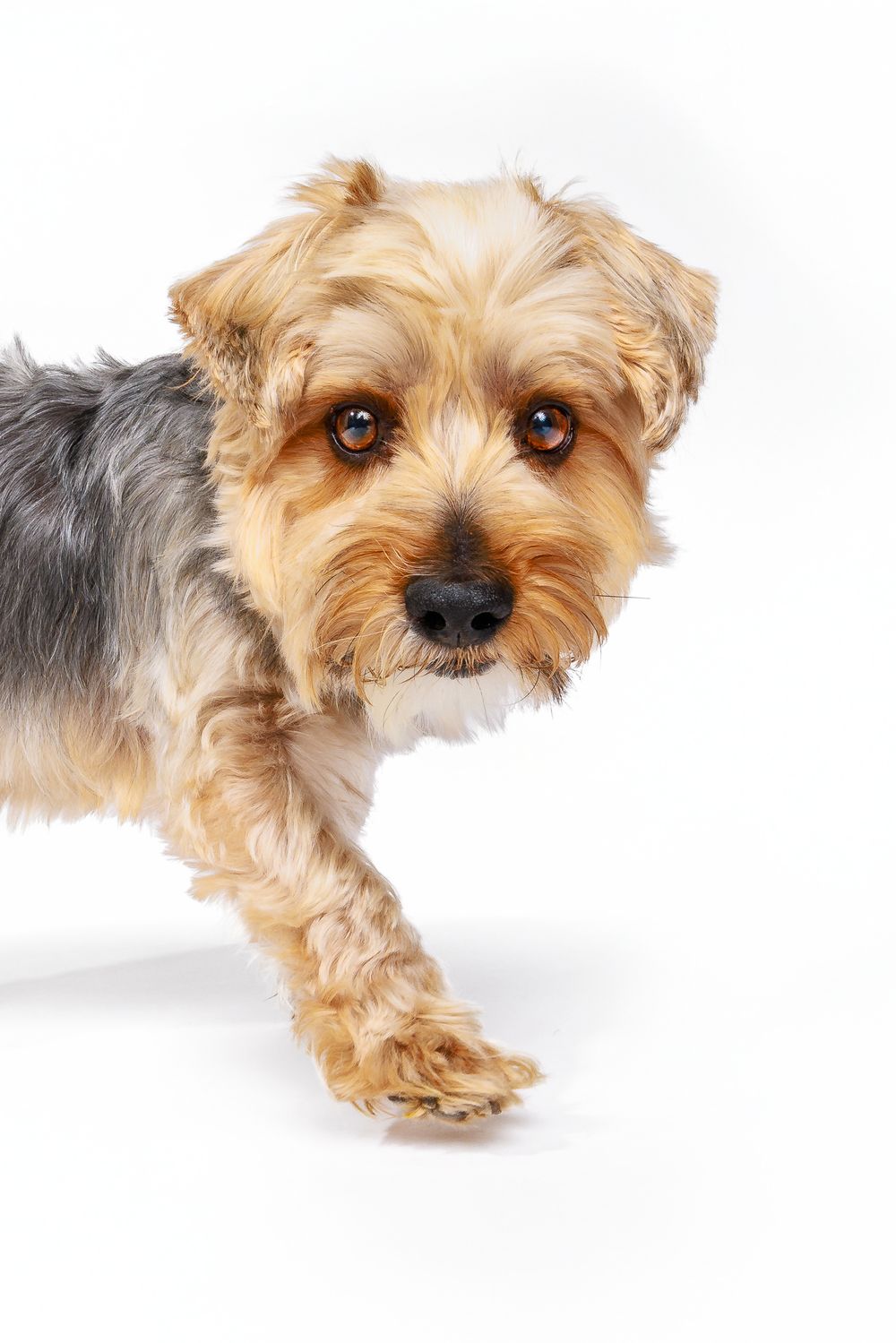 Yorkshire terrier with tan and grey fur looking at camera against white background.