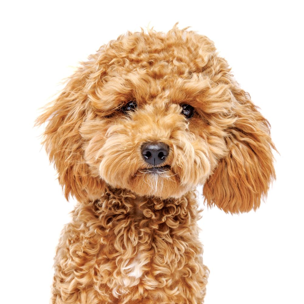 Portrait of a fluffy goldendoodle with curly caramel colored fur.