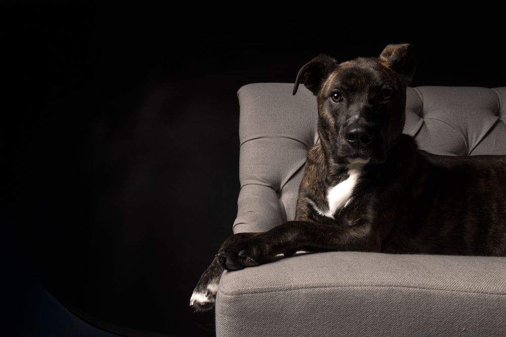 Dark colored dog resting on grey couch in low-key lighting.