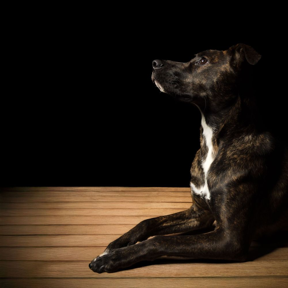 Dark dog sitting in dramatic lighting on wooden floor against black background.