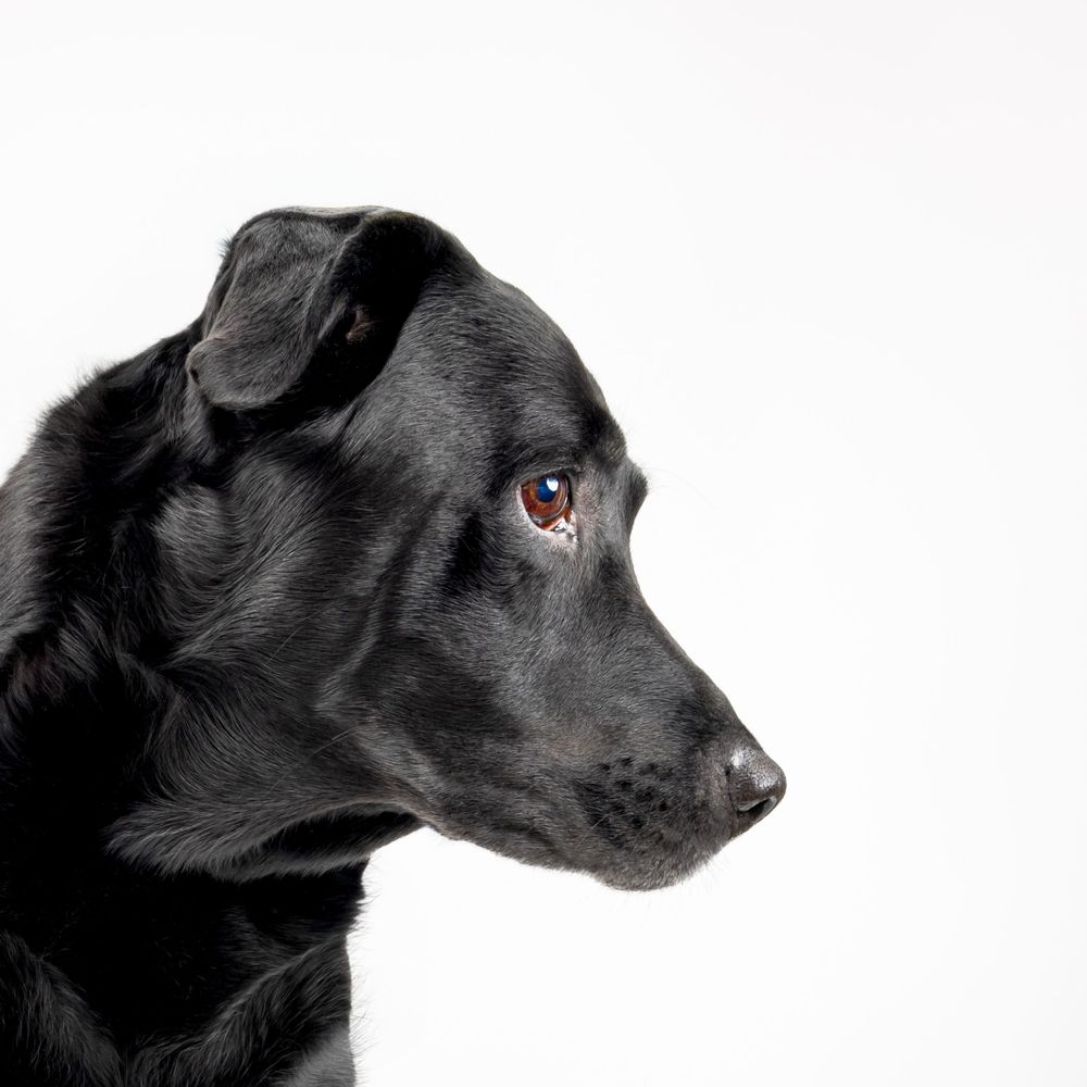 Profile view of a black Labrador with soulful eyes against white background.