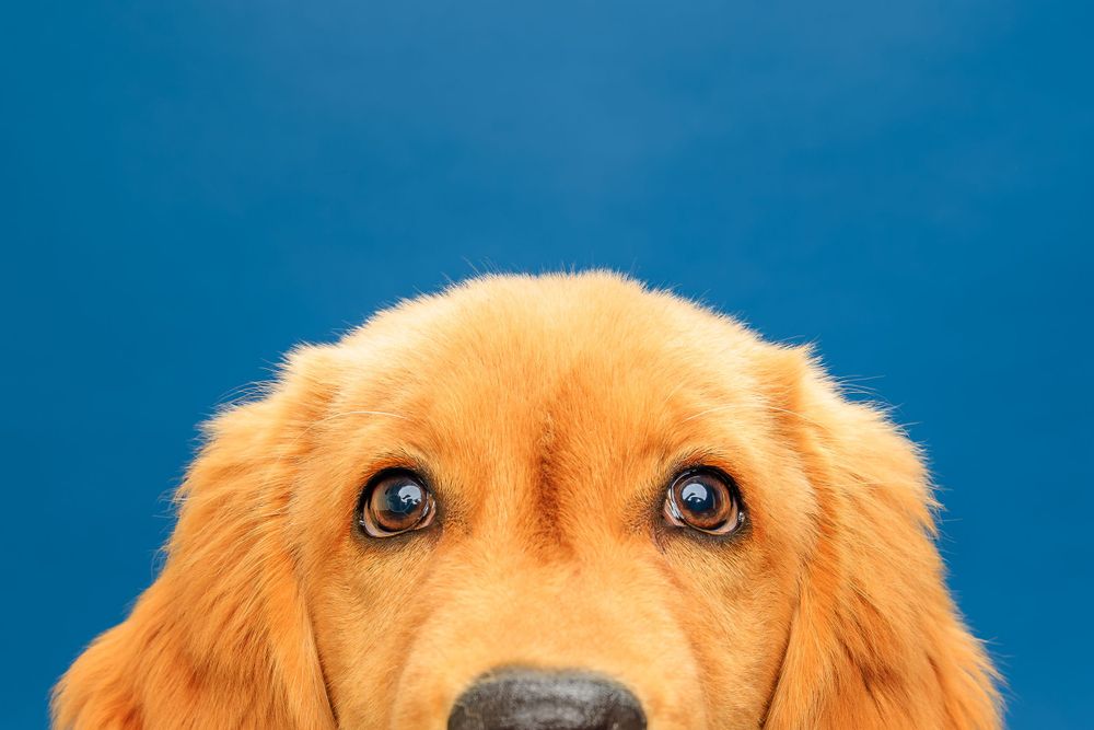 Close up of golden retriever's eyes and nose against blue background.