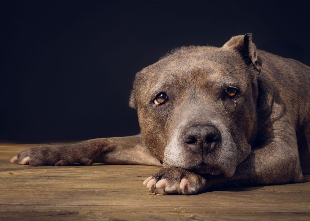 A gentle-looking gray pit bull rests on a wooden surface against a dark background.