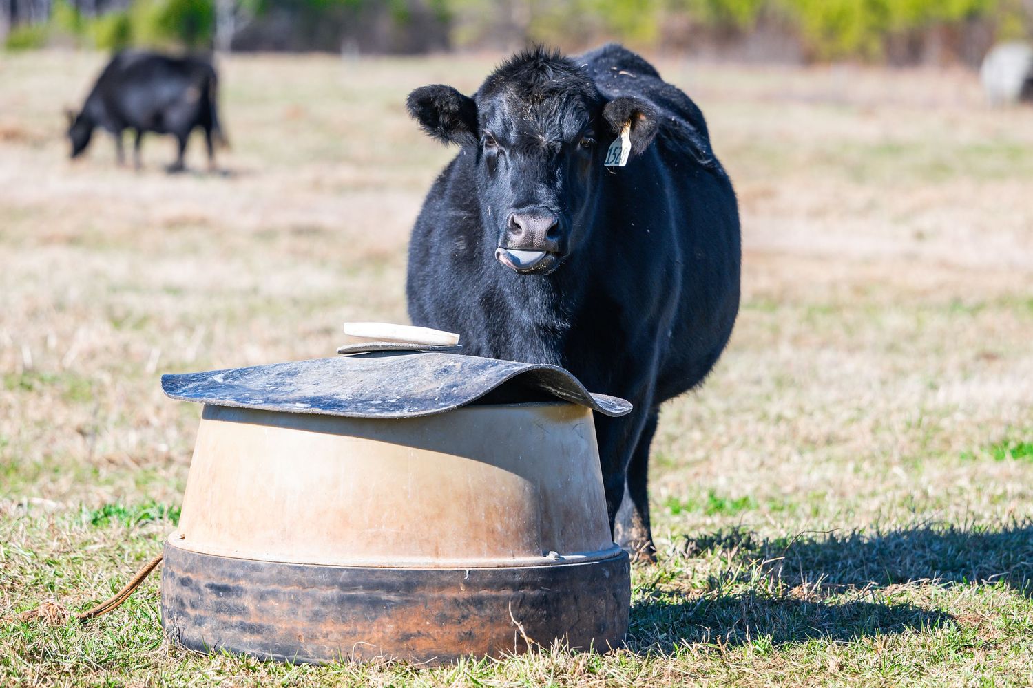 Black Angus cow standing beside a rustic metal water barrel feeder in a green pasture.