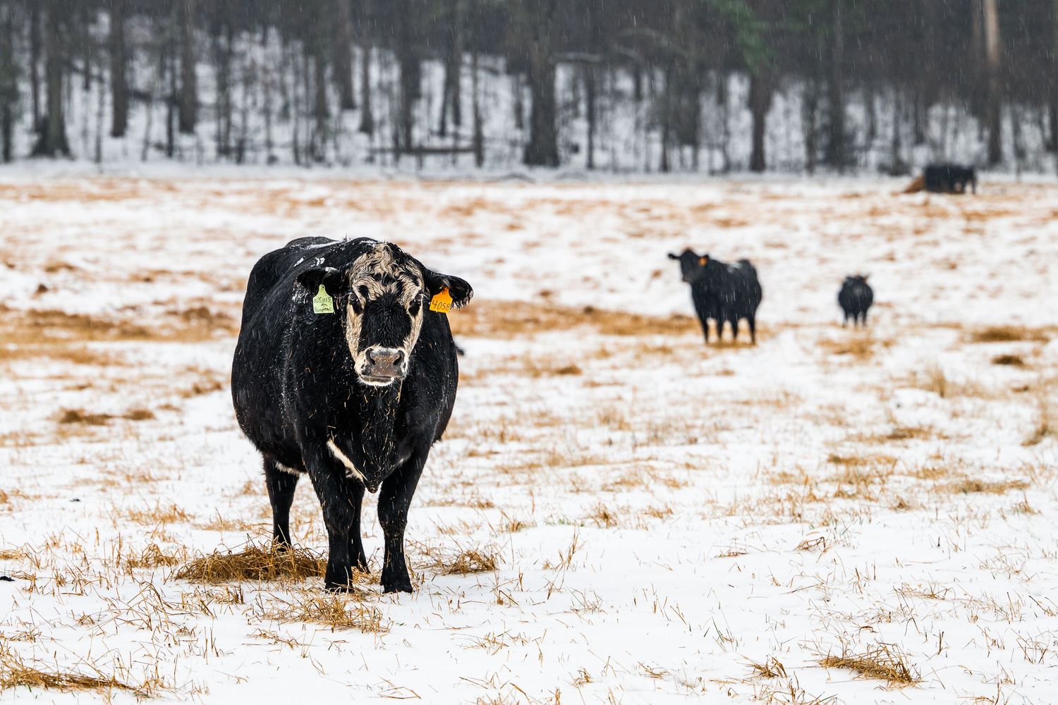 Black Angus cow with yellow ear tag standing in a snow-covered field with cattle in background.