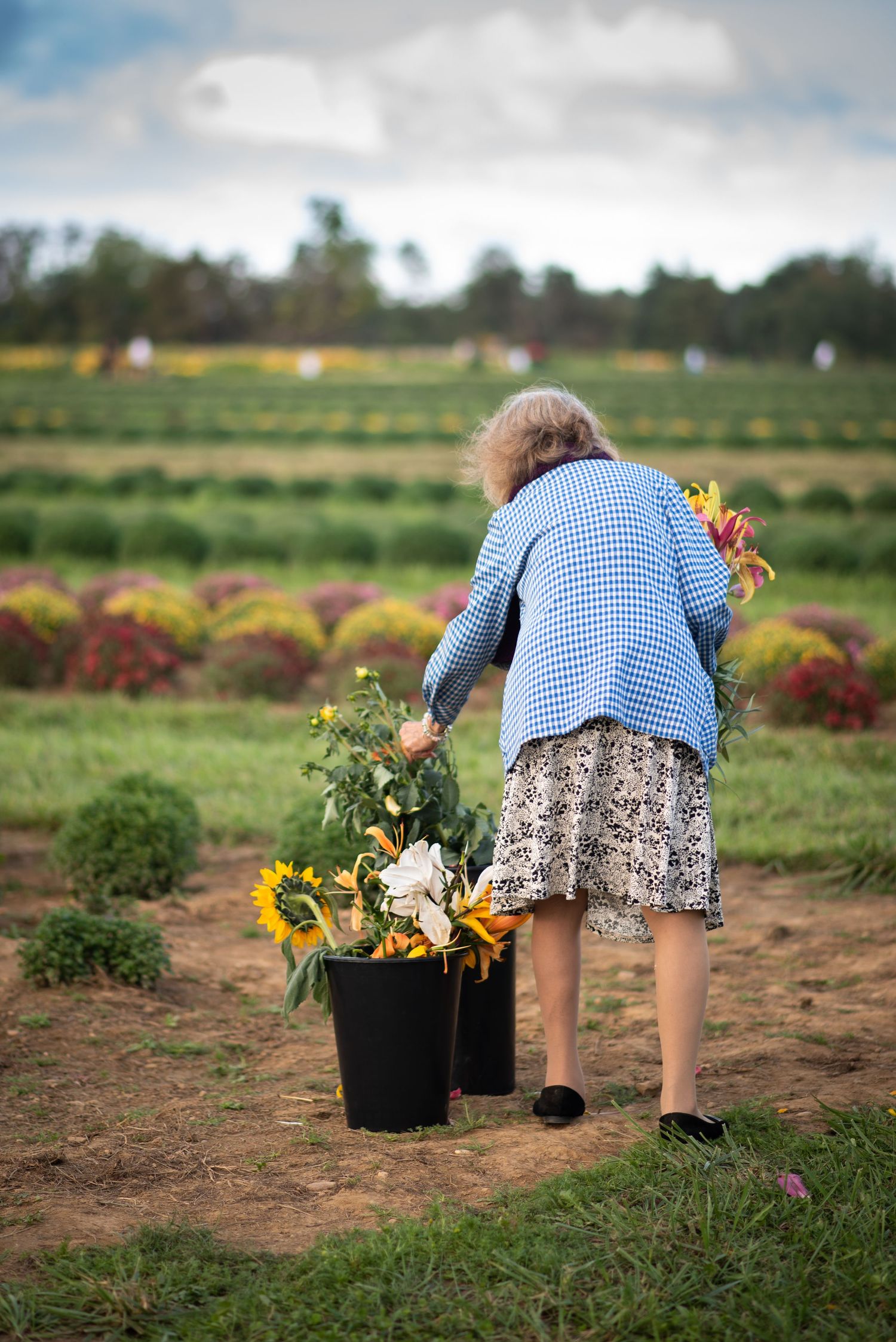 A portrait of a woman gathering fresh sunflowers in a colorful flower field on a cloudy day at Holland Ridge Farm, NJ