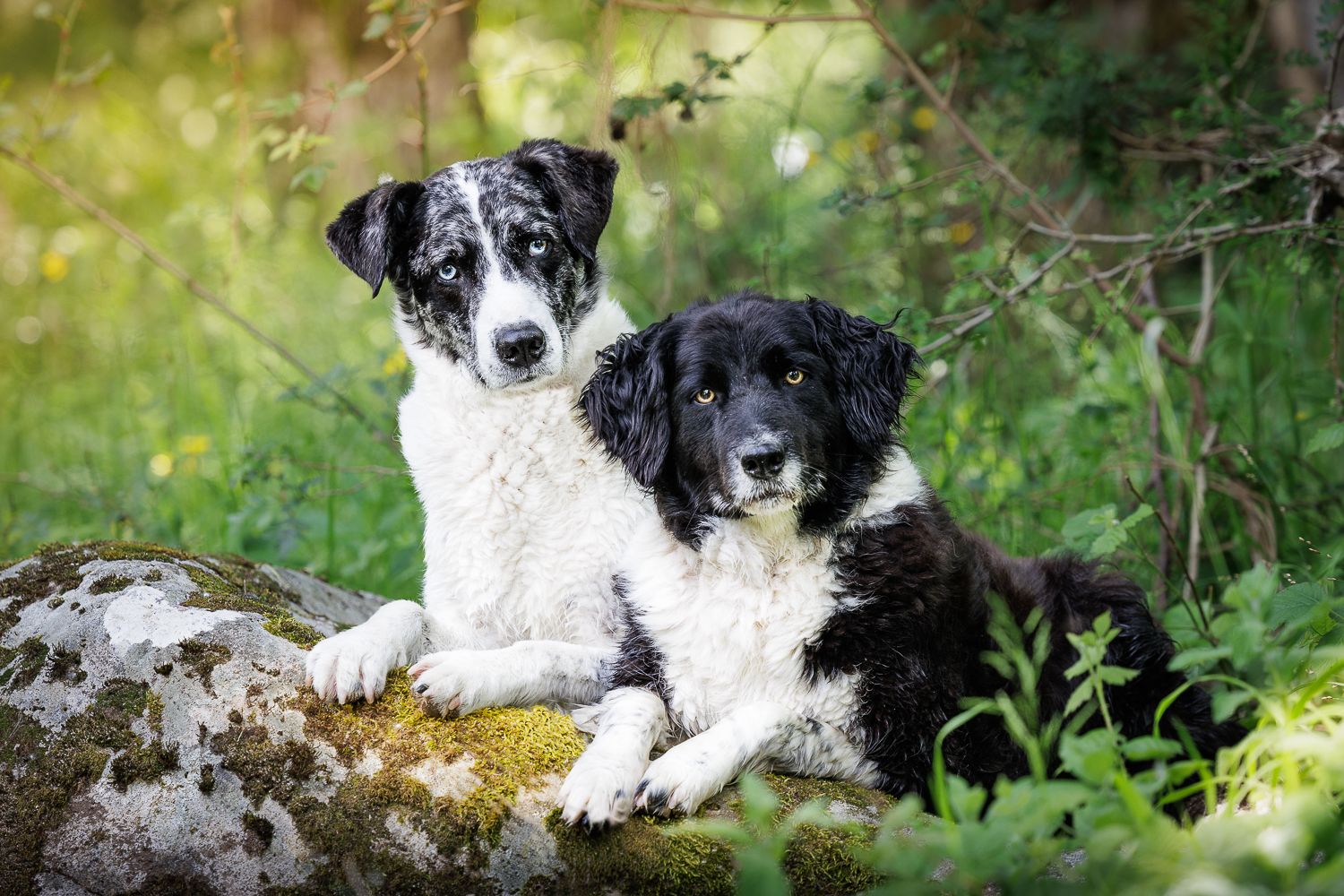 Aude Hélart Aude Hélart Photographie
Photographe de portrait animalier, canin 
Photo de chien
Arles Cavaillon Nîmes