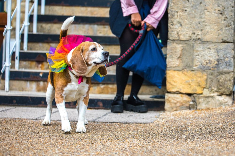 a dog at the Oxford pride dog show