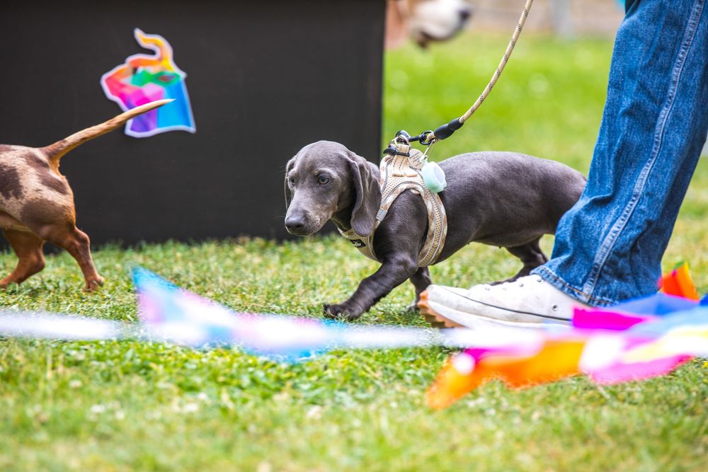 a dog at the Oxford pride dog show