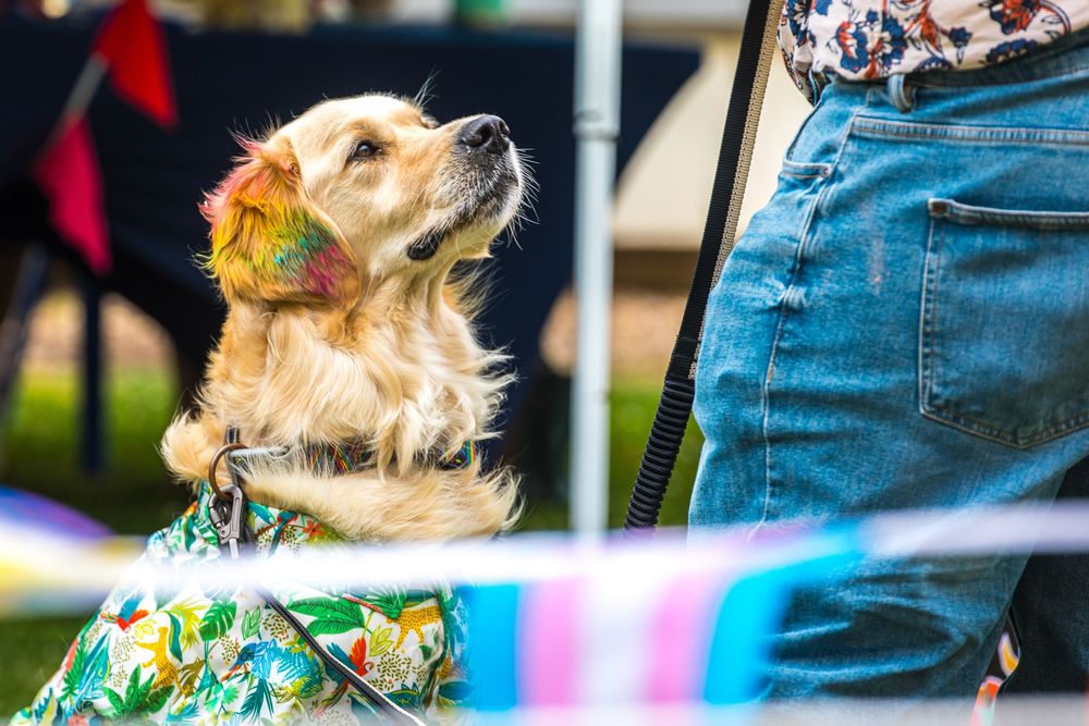 a dog at the Oxford pride dog show