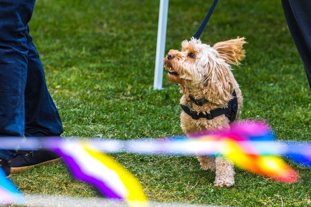 a dog at the Oxford pride dog show