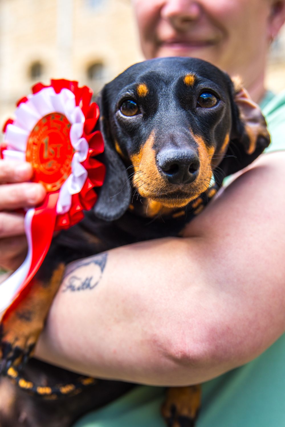 a dog at the Oxford pride dog show