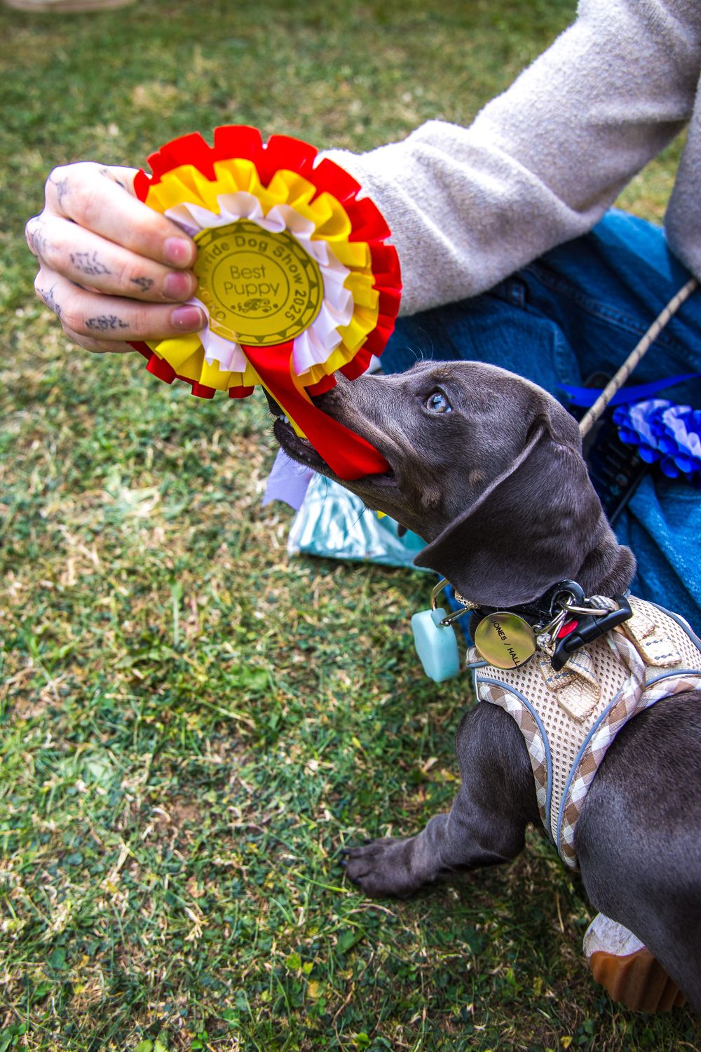 a dog at the Oxford pride dog show